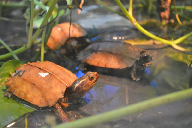 Terra Natura Benidorm Black Bellied leaf turtle Terra Natura Benidorm black bellied leaf turtle